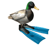Rotating Duck